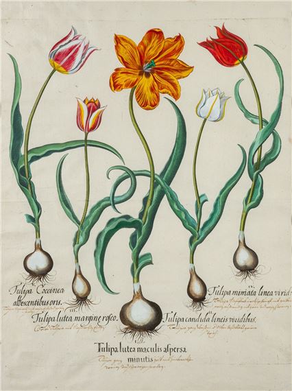 Tulipa lutea -
Engraving with later hand-colouring by Basilius Besler, 1613