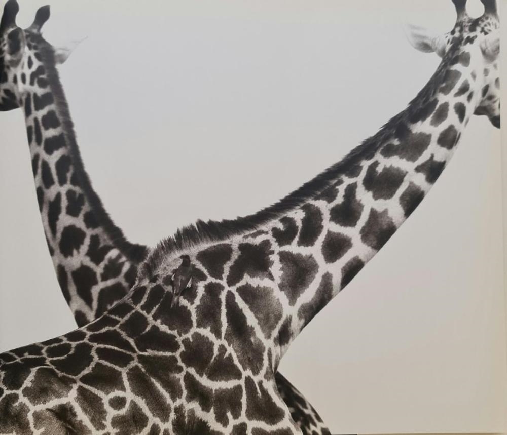 herb-ritts-two-giraffees-crossed-1994-mutualart