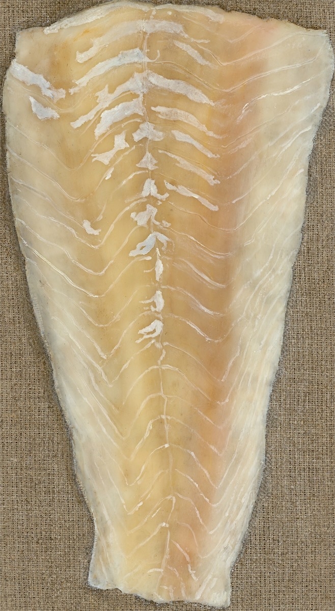 Artwork by Helene Appel, Seelachs, Made of Encaustic painting and oil on linen