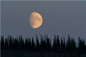 Knowing Nature: Stories of the Boreal Forest - Peabody Essex Museum