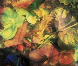 Mat Collishaw