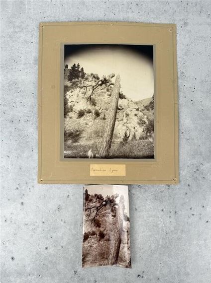 Herbert Lord Darby Montana Lynx Photo