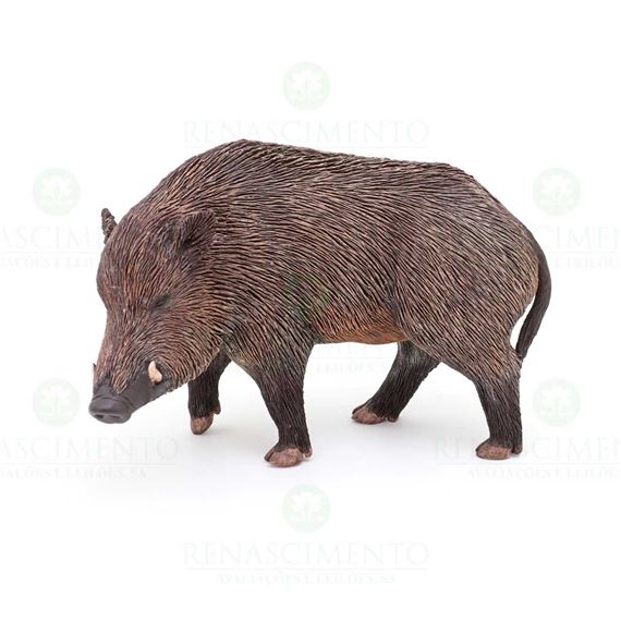 JAVALI by Luís Valadares