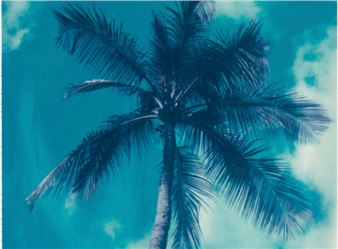 Charles Johnstone: In Search Of The Perfect Palm - Joseph Bellows Gallery, La Jolla