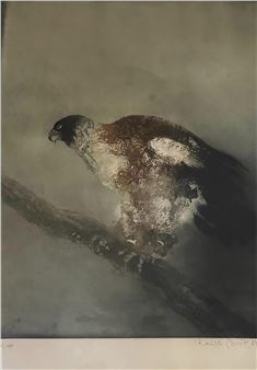 Hawk Picture