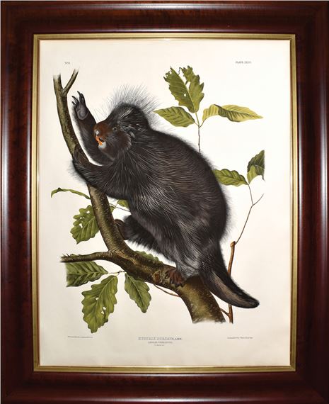 Audubon Lithograph, Canada Porcupine, Plate 36