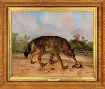 John Woodhouse Audubon Oil of a Texan Wolf - Audubon’s Finest Painting of a Quadruped, First Discovered by him in Texas - John Woodhouse Audubon
