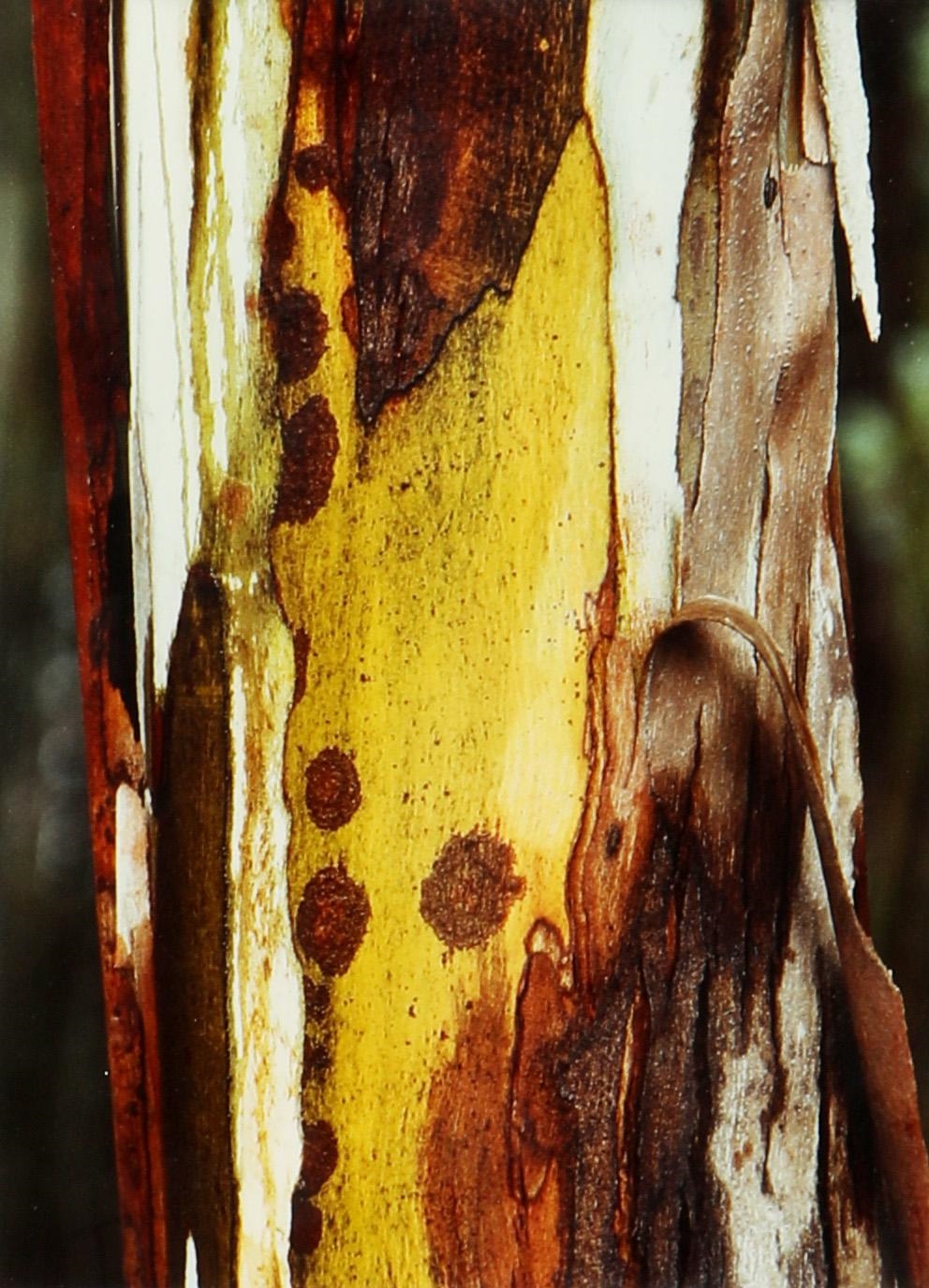 Artwork by Filipe Condado, Untitled, Made of photograph on paper