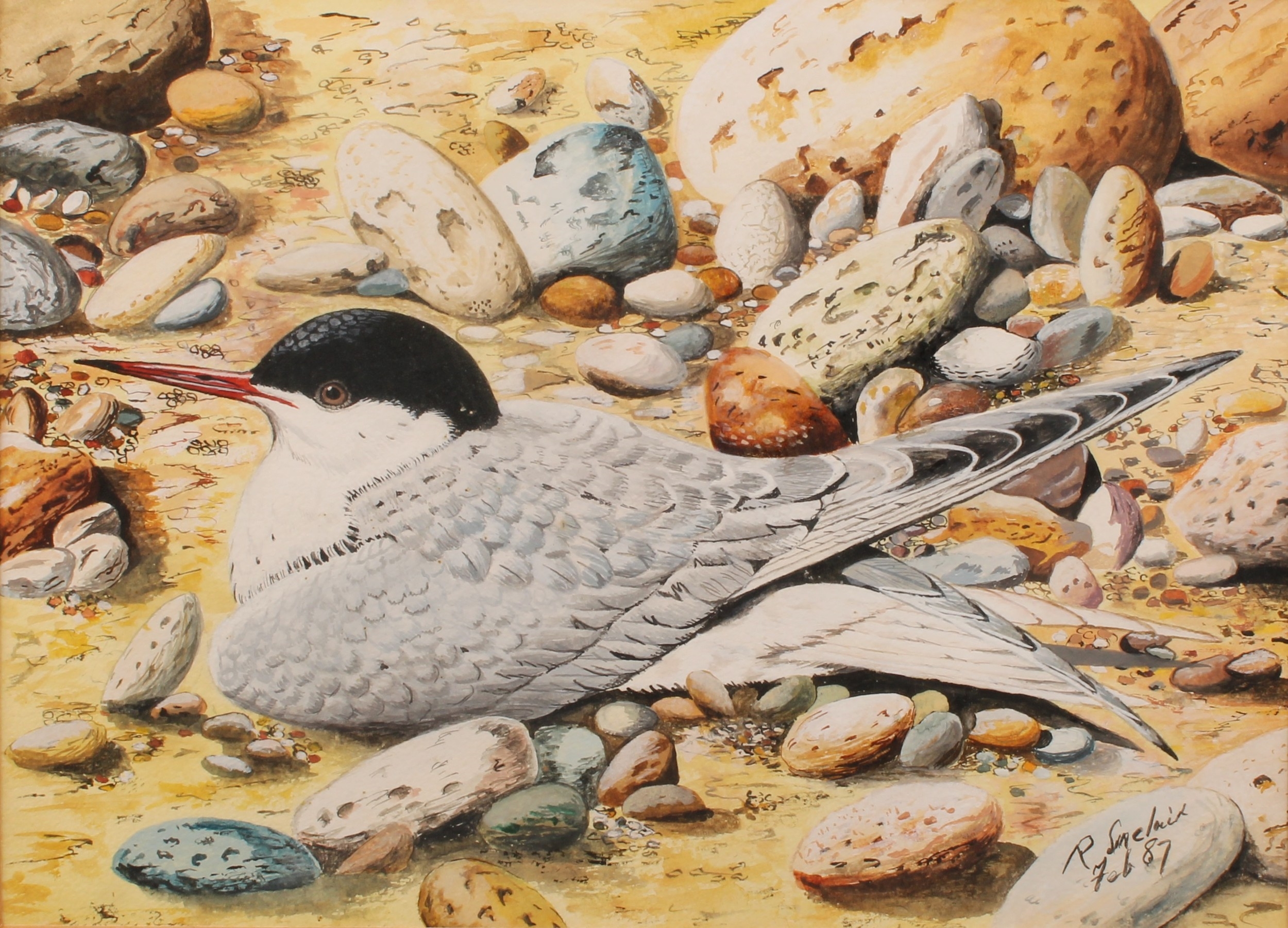 Artwork by R. Sinclair, Study of a Common Tern, Made of watercolour