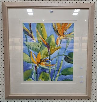 Stretitzia Study - Anne Knowles