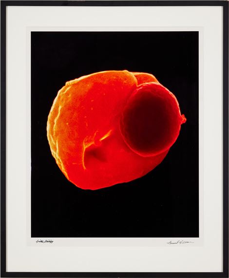 Blodcell by Lennart Nilsson, Häägg Gillis