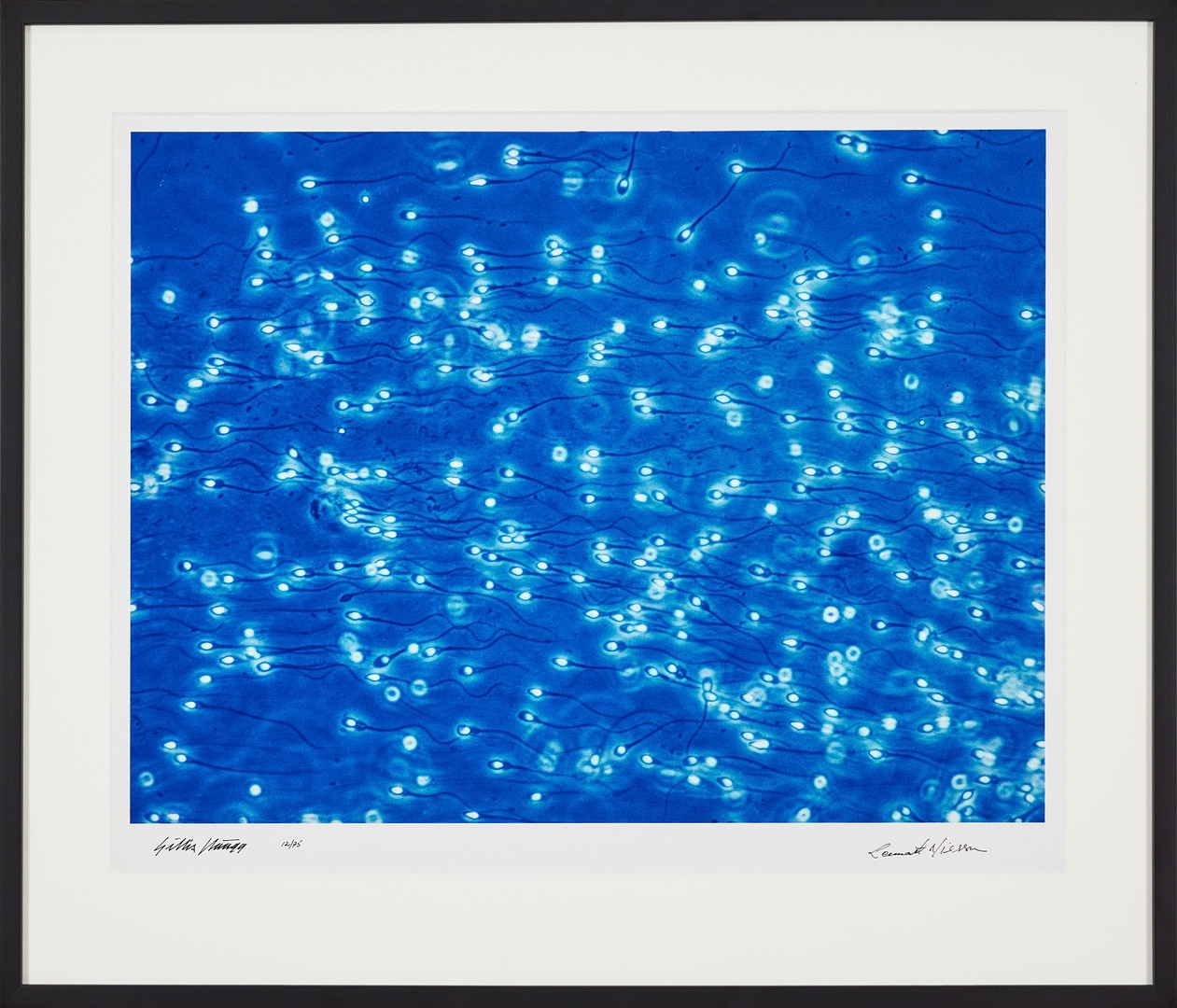 Artwork by Lennart Nilsson, Häägg Gillis, Spermier, Made of C-print