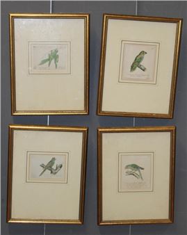 Heinrich Gottleib Ludwig Reichenbach ( 1793-1879) Four studies of parrots - Heinrich G. L. Reichenbach