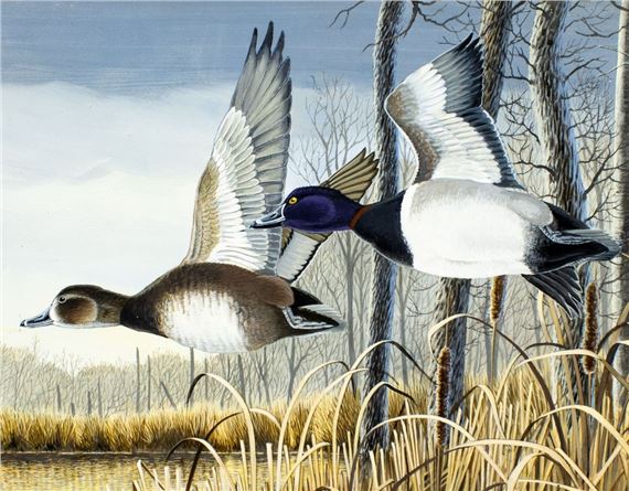 Carl Knuth | Swamp Ring Neck Ducks | MutualArt