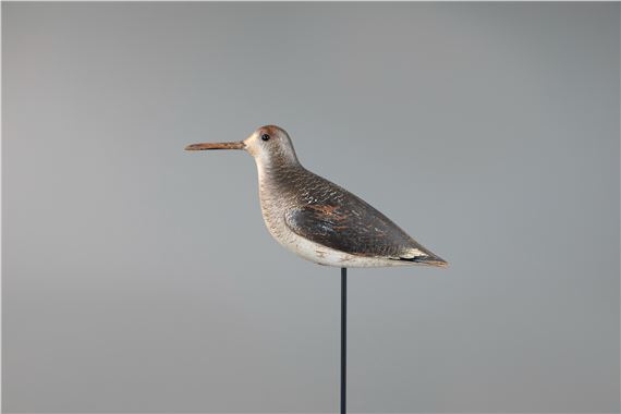 Outstanding Dowitcher in Winter Plumage by John Dilley