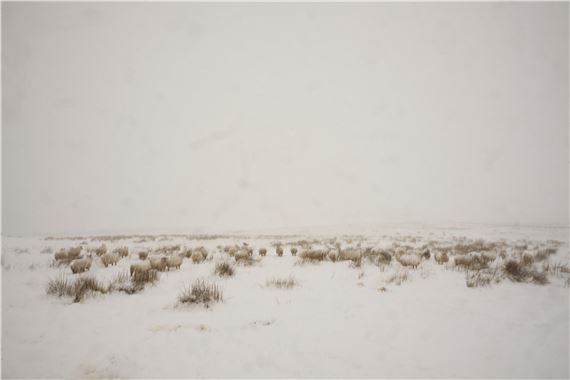 Sheep in Snow at Little Almscliffe - Matt Lloyd