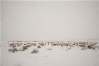 Sheep in Snow at Little Almscliffe - Matt Lloyd