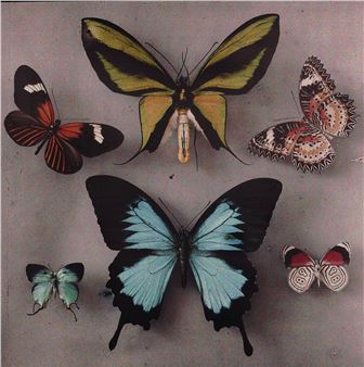 True Colors: Color in Photography from 1849 to 1955 - Albertina Modern