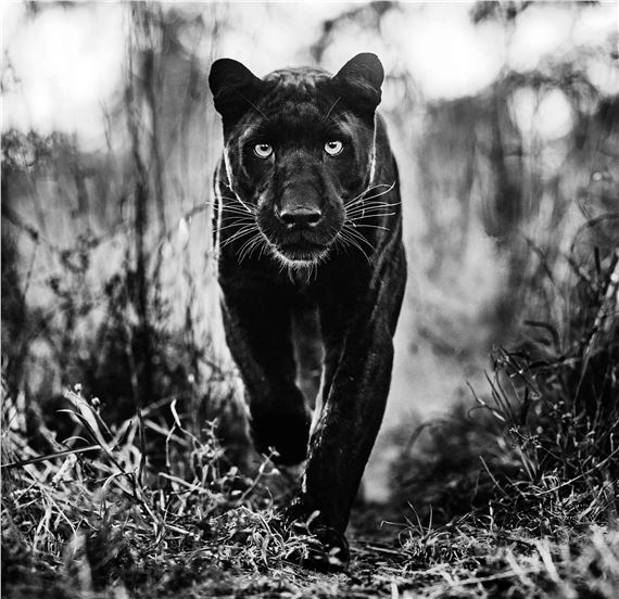 The Superhero by David Yarrow, Executed in 2019