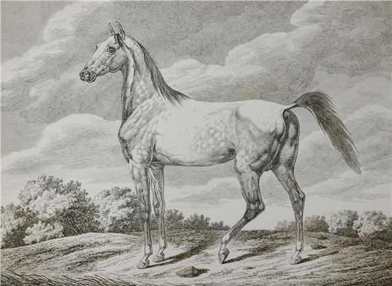 Pferde. - Carl Adolph Heinrich Hess