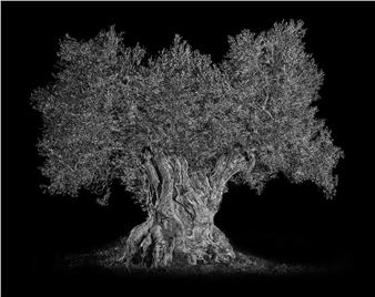 Antoine Schneck: Oliviers - Galerie Berthet-Aittouarès
