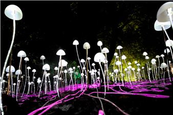 Aberdeen's Festival of Light Adds Scottish Artists To Line-Up