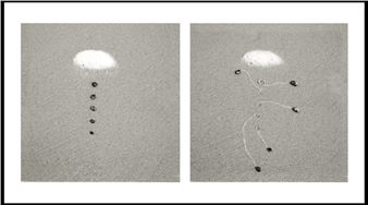 Daniel Ranalli: Snail Drawings - LaMontagne Gallery