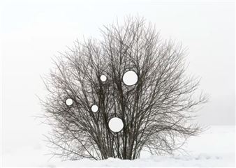 Finnish Artist Manipulates Trees to Create Incredible Land Art