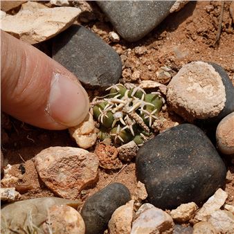 Shifting Life Zones - Museum of Northern Arizona
