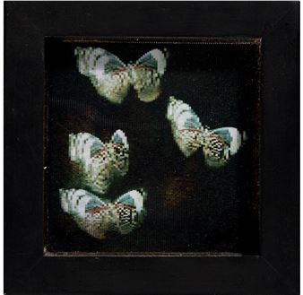 Las Mariposas - Ann Weiner