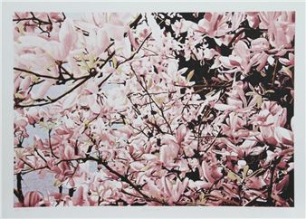 MAGNOLIA II - Jon D'Orazio