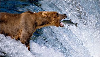 Thomas D. Mangelsen: A Life in the Wild - Museum of Art - DeLand