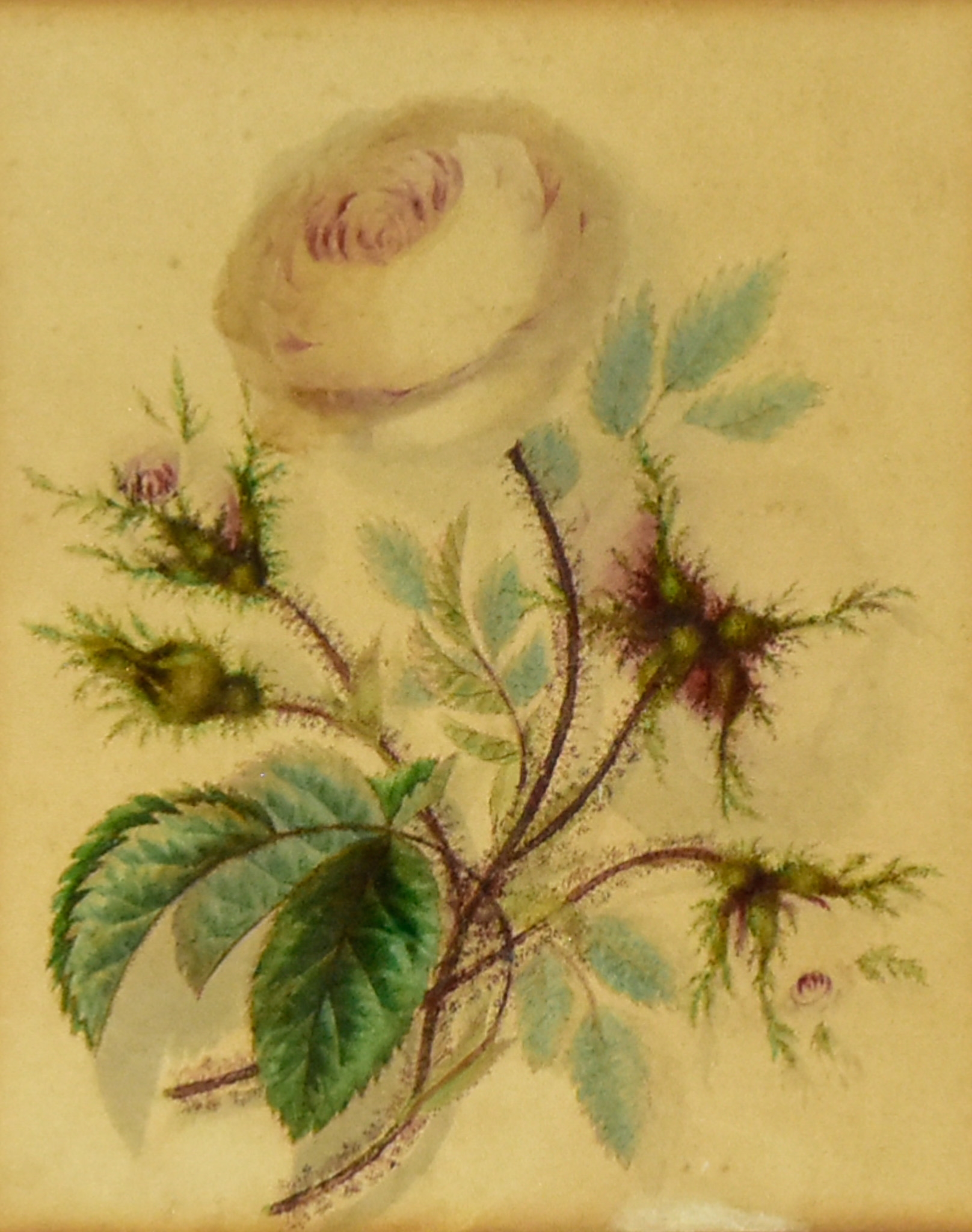 A botanical illustration of a thistle plant with spiky seed heads and sharp leaves.