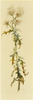 A botanical illustration of a thistle plant with spiky seed heads and sharp leaves.