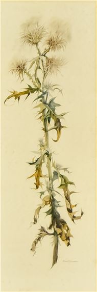 Watercolour - Study of a thistle - Alma Duncan