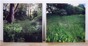 wooded landscapes - Martin Healy