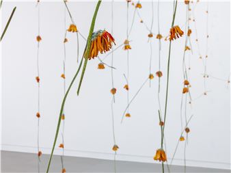 Anya Gallaccio: Blind date - Annet Gelink Gallery