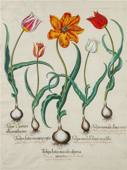 Tulipa lutea by Basilius Besler, 1613