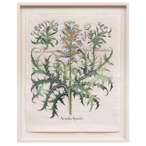Acanthus Spinolus, from The Garden at Eichstätt by Basilius Besler, 1613