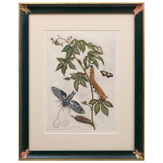 Botanical Prints: A Pair by Maria Sibylla Merian