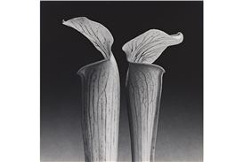 Fine Photographs at Swann February 13
