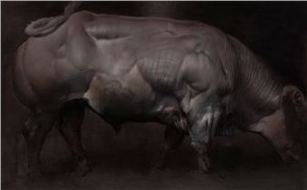 The Flemish pride - Steven Peters Caraballo