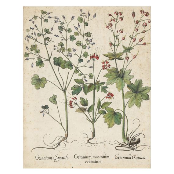 Geranium Moscatum Odoratum / Germanium Fuscum / Germanium Saxatile by Basilius Besler, 1613