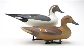 Pair of pintails - Patrick Vincenti