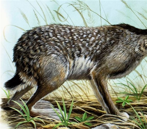 Don Balke | Black-tailed Jack Rabbit (1986) | MutualArt