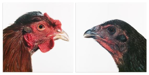 Mechelse Louisiana (M) x Thai Fighter (F) (2007 by Koen Vanmechelen