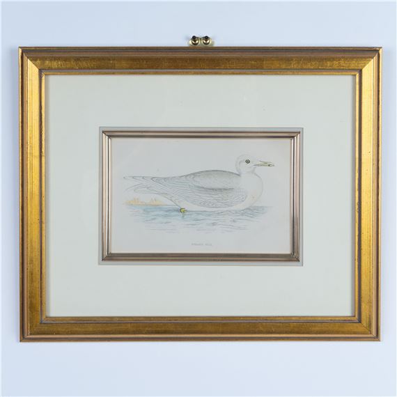 An Iceland gull by Francis Orpen Morris, 1863