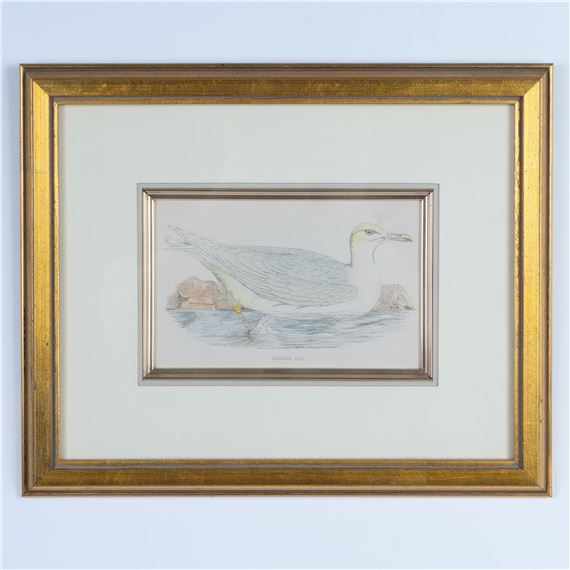 A Glaucous gull by Francis Orpen Morris, 1863