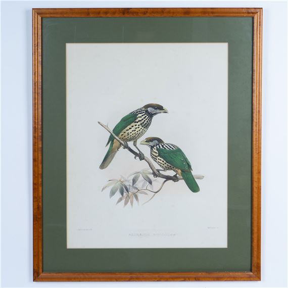 Two smalls birds known as White-eared catbirds (Ailuroedus buccoides) by J. Wolf, J. Smit, 1873