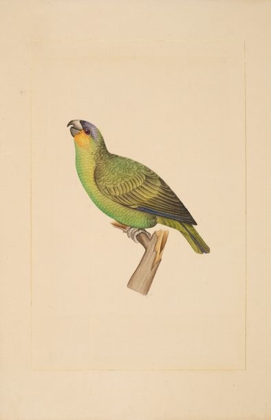 La Roche Laffitte | Green parakeet and green and yellow parakeet Suite ...